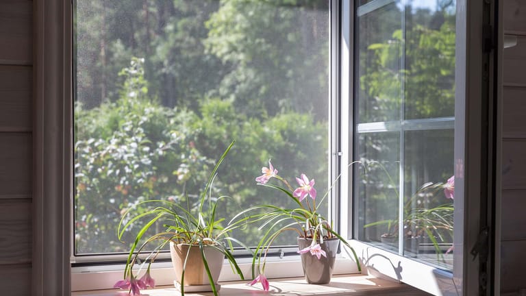 Insektenschutzrahmen am Fenster