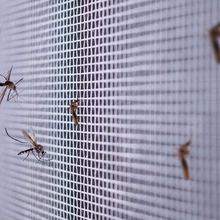 Mosquito Insektenschutz